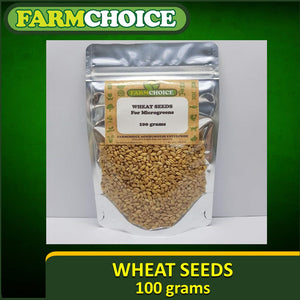 Wheat Grass Seeds (100 grams) For Microgreens and Sprouts