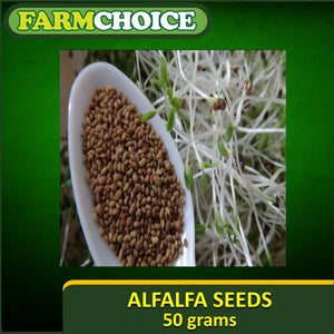 Pure Alfalfa Organic Seeds for Sprouts and microgreens (50grams)