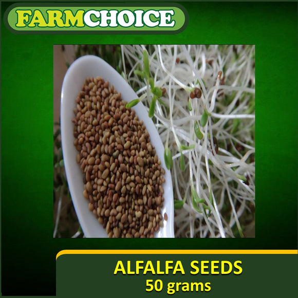 Pure Alfalfa Organic Seeds for Sprouts and microgreens (50grams)