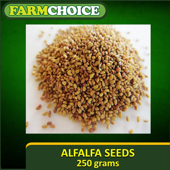 Organic Alfalfa Seeds for Microgreens and sprouts (250grams)