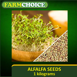 Organic Alfalfa Seeds for sprouting and microgreens (1kg)