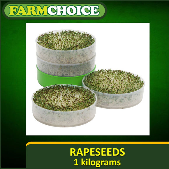 Rapeseeds for Sprouting and Microgreens (1Kg)