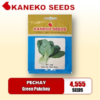 PECHAY GREEN - PAKCHOY