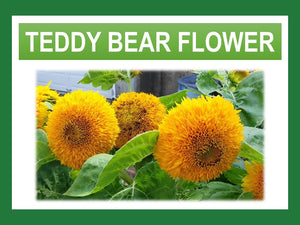 Teddy Bear Sunflower