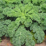 Siberian Kale Green