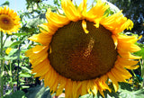 SUNFLOWER - Mongolian