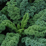 Siberian Kale Green