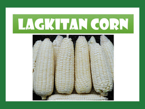 WHITE LAGKITAN CORN