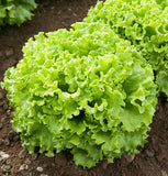 LETTUCE - Green Span