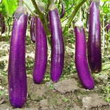 EGGPLANT - Dumaguete Long Purple