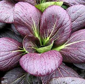 Hybrid Mini Red Pak Choi / Red Bok Choi Seeds