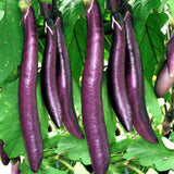 EGGPLANT - Dumaguete Long Purple