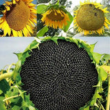 SUNFLOWER - Mongolian