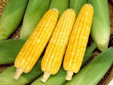 CORN - Super Sweet Sunshine