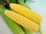 CORN - Super Sweet Sunshine