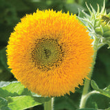 Teddy Bear Sunflower