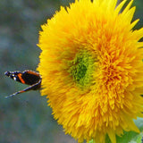 Teddy Bear Sunflower