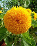 Teddy Bear Sunflower