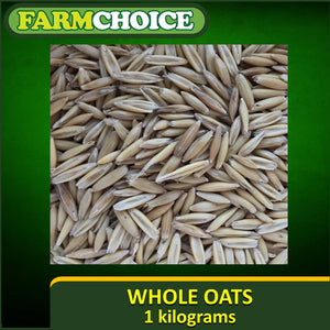 Whole Oats Seeds for sprouts and microgreens (1kg)